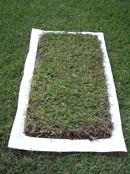 Gems Zoysia Plugs