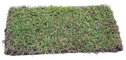 Zoysia Plug Tray