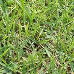 Gem's Zoysia Plugs